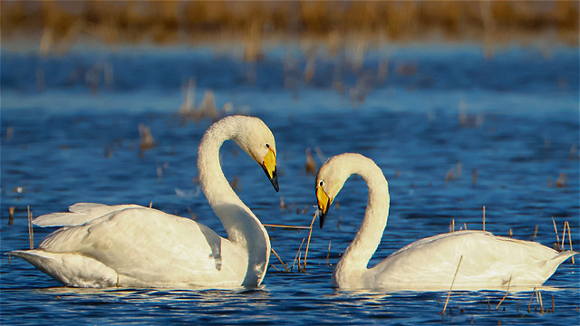 بارشهای زمستانه به تالابهای آذربایجانغربی جان داد